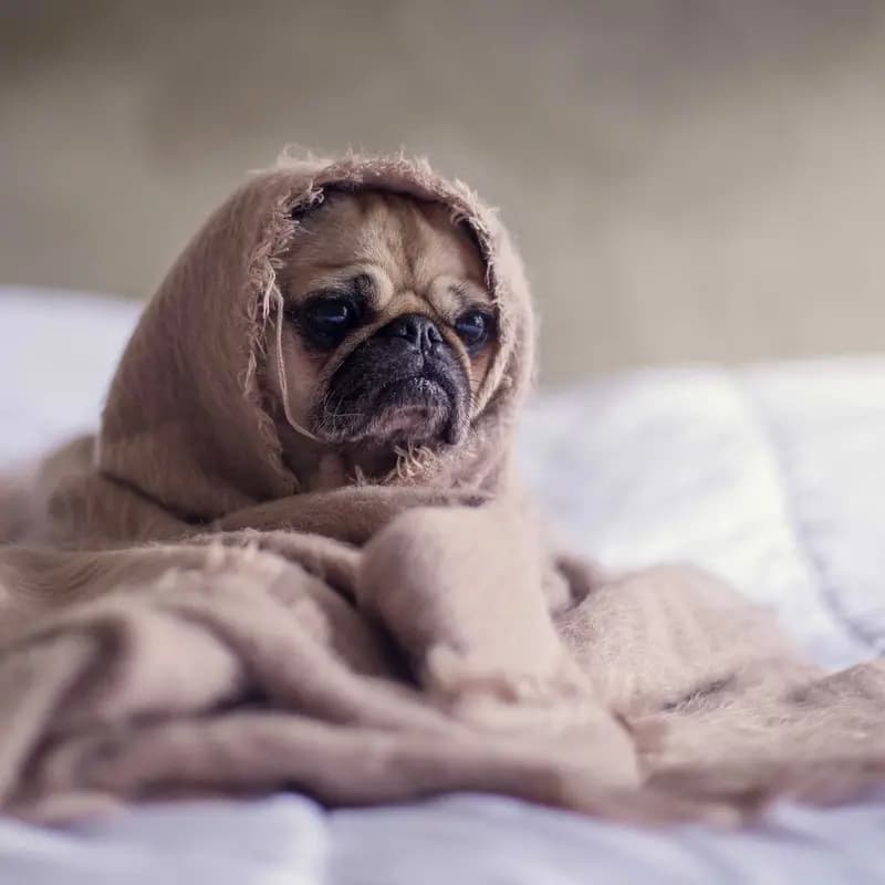 Ração Úmida Sachê para Cães