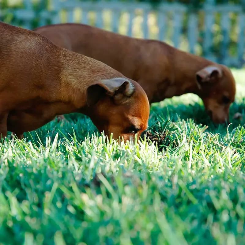 Ração Úmida Sachê para Cães